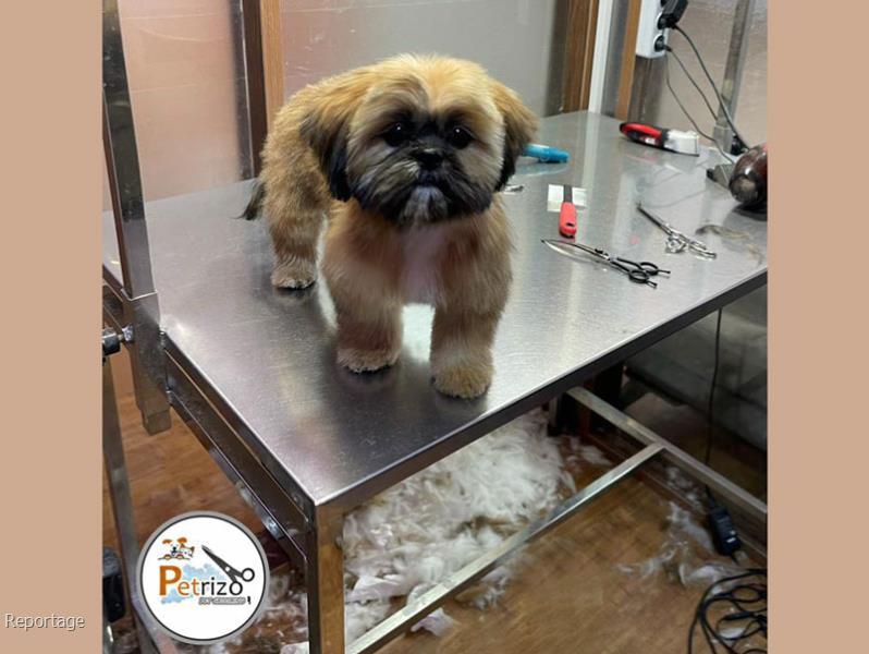 خرید گربه دیوار