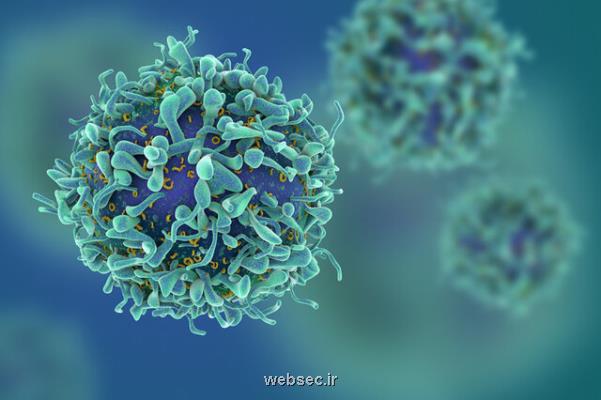 رویکرد جدید برای حذف سلول های سرطانی از طرف پژوهشگر ایرانی دانشگاه تگزاس