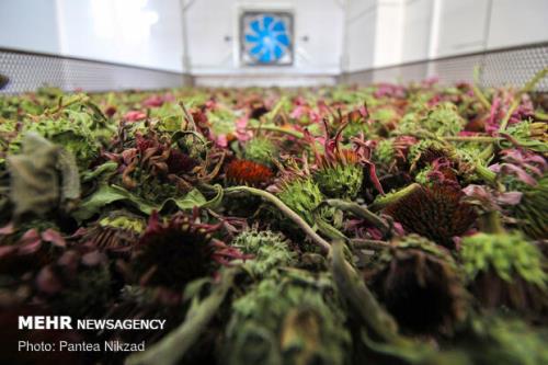 فعالیت ۶ مرکز نوآوری در جهت توسعه صنعت گیاهان دارویی و طب سنتی