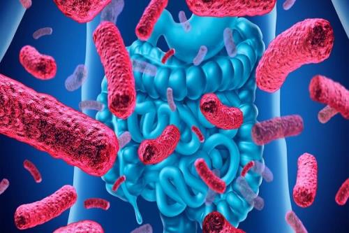 جداسازی باکتری های پروبیوتیک از منابع مختلف دام و طیور