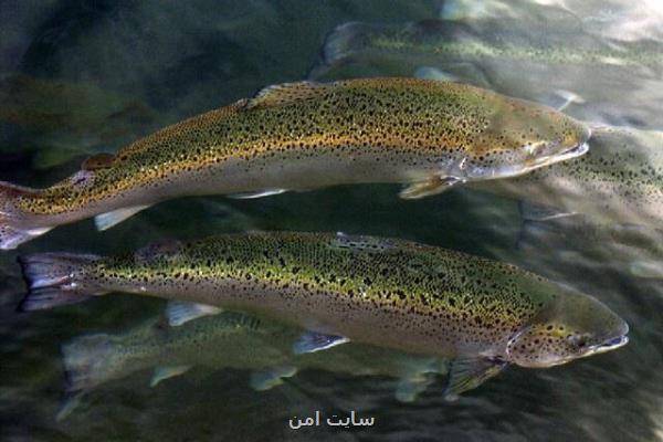 تولید 4 مکمل خوراکی جدید برای آبزیان در کشور