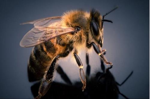 استحصال زهر زنبور برای صنایع داروسازی با روش غیرتهاجمی