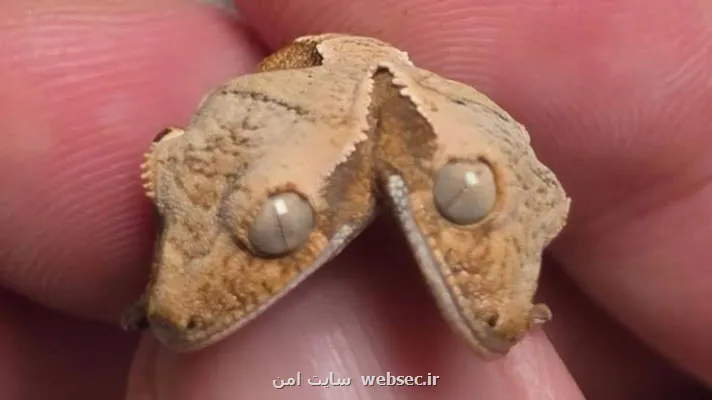 موجود دو سر اینترنت را شگفت زده کرد