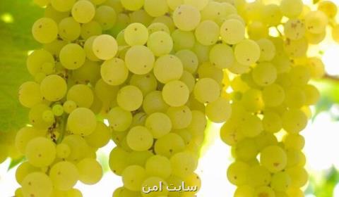 تلاش ۲۰ ساله محققان دانشگاه تهران در تولید ۸ رقم انگور بی دانه حبه درشت صادراتی
