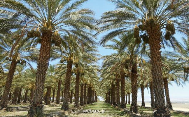 تلاش چندساله محققان كشور در نخلستان های سیستان و بلوچستان به بار می نشیند